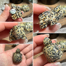 Load image into Gallery viewer, Small Dalmatian Land Turtle