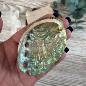 Small Abalone Shell