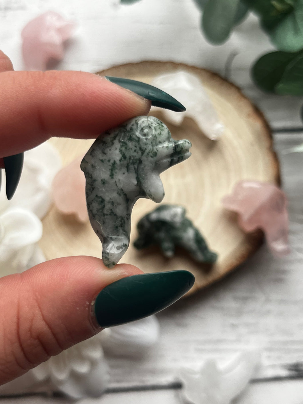 Mini Dolphin